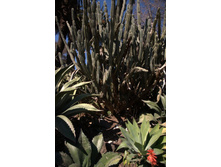 ������� �������