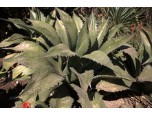 ������� ���������