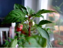 ��������� ������