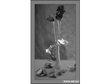 ������ ���� ����