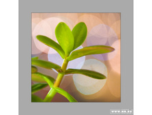 �������� ������