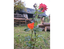 ������� ����