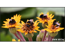 ������� �� �����