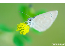 �������� ����������