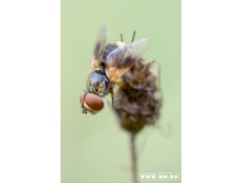 ��� ����