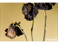 ����� �������� ���