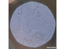 �������� (��������)