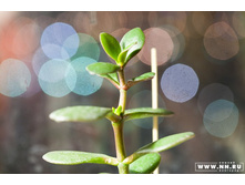 ����� � ����������