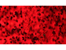 ������� ���