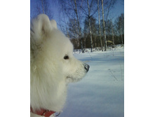 ��� �������.jpg