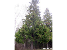 ��ޣ���� ����