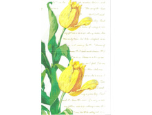 №61   1/2 ��������     5 ���