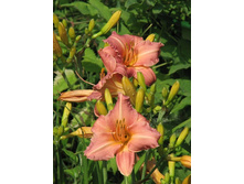 ��������� ������� ���������.jpg