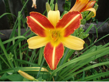 ����� ����.jpg