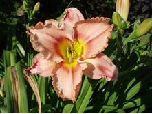 ������� �����.jpg