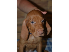 �������� 41 ����