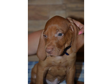 ���� ����� 1,5 ������