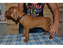 ��� - �.����� ��������