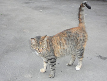 ���� ���� � �����