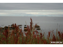 ����� ����