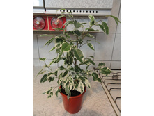 ����� ���������� �������� (Ficus Benjamina Twilight)- 400- 550