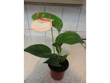 �������� ������� - �� 350 ���.-