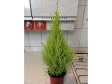 �����������- 350 - 450 ���. ������-  35-50 ��.