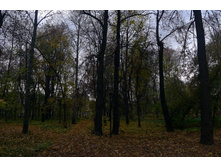 P1000211_.JPG