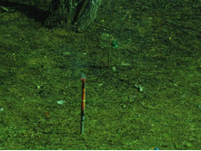 ����������� 089