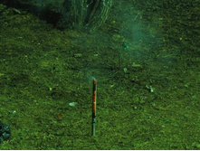 ����������� 090