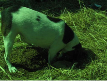 ����������� 091