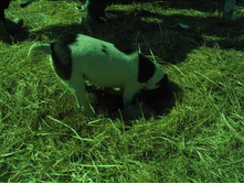 ����������� 092