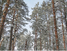 2011-02-06 12-53-50_.jpg