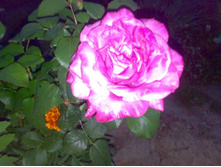 ���� ������