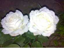 ���� ����