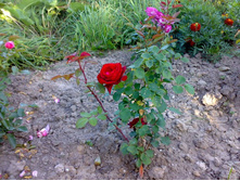 ������� ����.jpg