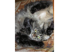 ������� ��� ������