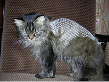 ���� ������