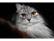 ����������� 104.jpg