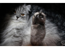 ����������� 109.jpg