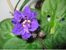 ������ ��������� ��������������� ��������