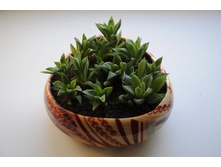 �������� �����������