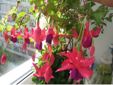 ���� loco silk