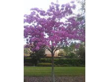 Florida, February 2011