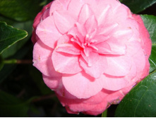 ������� �������.JPG