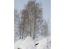 Resize of IMG_7948.JPG