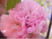 ������� �������.JPG