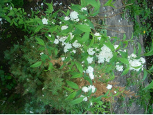 ������� �����..JPG