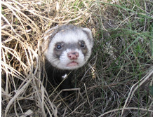 ���� � �����