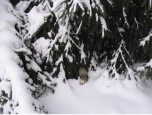 ����� ������